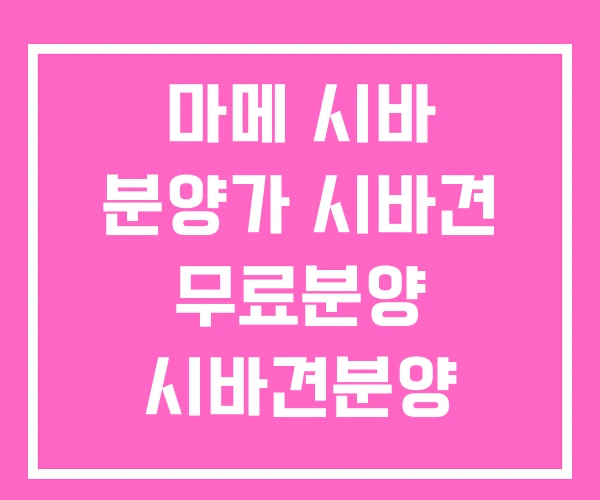 마메 시바 분양가 시바견 무료분양 시바견분양 마메 시바 분양가 시바견 무료분양 시바견분양