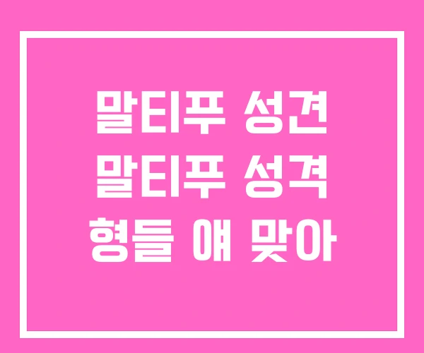 말티푸 성견 말티푸 성격 형들 얘 맞아 말티푸 성견 말티푸 성격 형들 얘 맞아