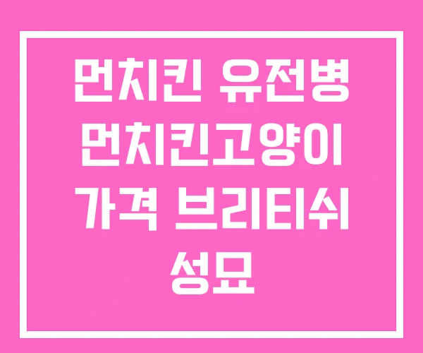 먼치킨 유전병 먼치킨고양이 가격 브리티쉬 성묘