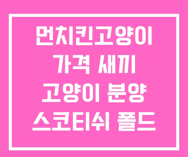먼치킨고양이 가격 새끼 고양이 분양 스코티쉬 폴드 무료분양