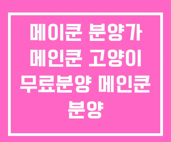 메이쿤 분양가 메인쿤 고양이 무료분양 메인쿤 분양