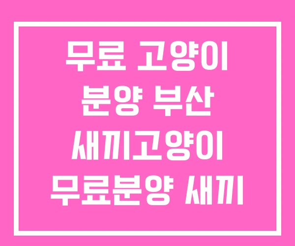 무료 고양이 분양 부산 새끼고양이 무료분양 새끼