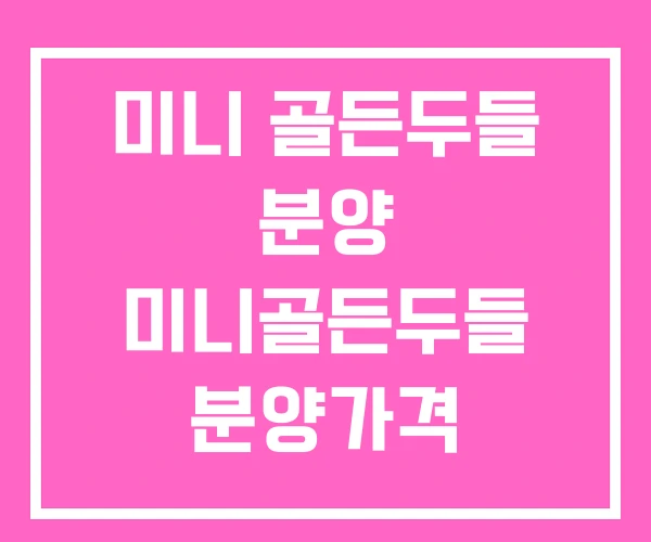 미니 골든두들 분양 미니골든두들 분양가격 미니 골든두들 분양 미니골든두들 분양가격