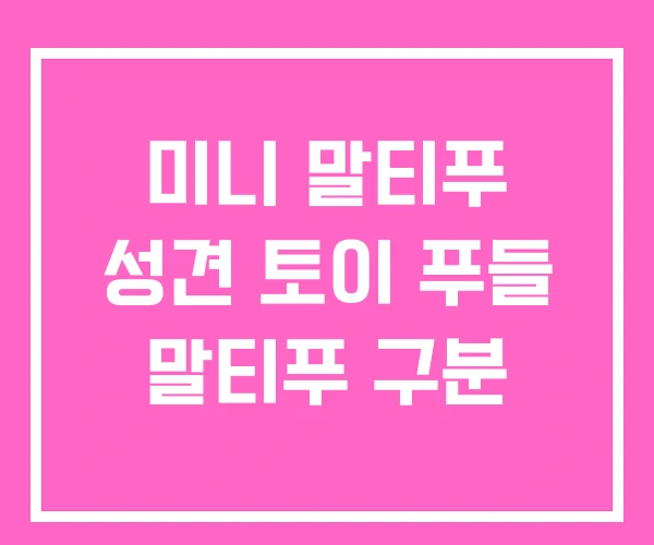 미니 말티푸 성견 토이 푸들 말티푸 구분