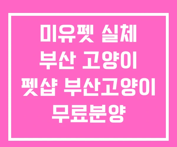 미유펫 실체 부산 고양이 펫샵 부산고양이 무료분양 미유펫 실체 부산 고양이 펫샵 부산고양이 무료분양