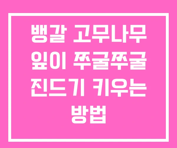 뱅갈 고무나무 잎이 쭈굴쭈굴 진드기 키우는 방법 뱅갈 고무나무 잎이 쭈굴쭈굴 진드기 키우는 방법