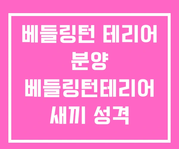 베들링턴 테리어 분양 베들링턴테리어 새끼 성격
