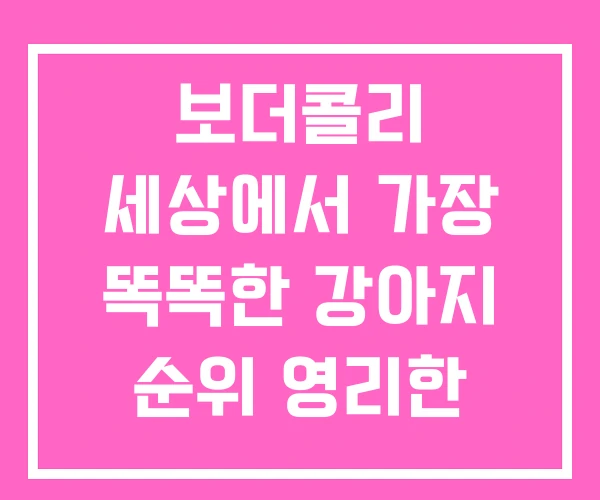 보더콜리 세상에서 가장 똑똑한 강아지 순위 영리한 보더콜리 세상에서 가장 똑똑한 강아지 순위 영리한