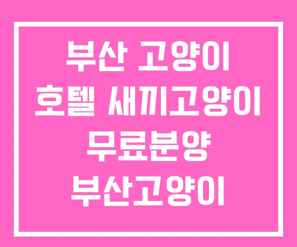부산 고양이 호텔 새끼고양이 무료분양 부산고양이