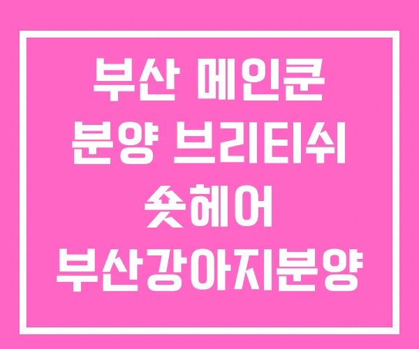 부산 메인쿤 분양 브리티쉬 숏헤어 부산강아지분양 부산 메인쿤 분양 브리티쉬 숏헤어 부산강아지분양