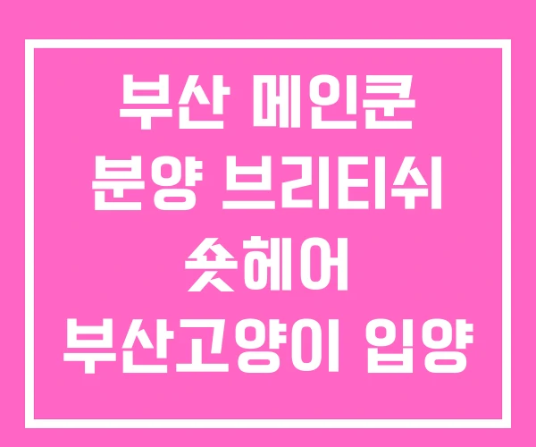 부산 메인쿤 분양 브리티쉬 숏헤어 부산고양이 입양