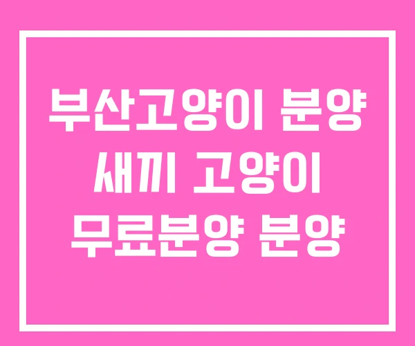 부산고양이 분양 새끼 고양이 무료분양 분양 부산고양이 분양 새끼 고양이 무료분양 분양