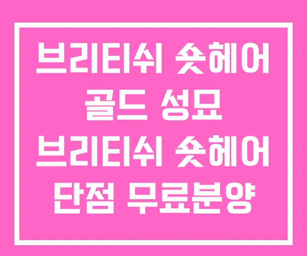 브리티쉬 숏헤어 골드 성묘 브리티쉬 숏헤어 단점 무료분양 브리티쉬 숏헤어 골드 성묘 브리티쉬 숏헤어 단점 무료분양