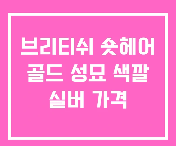 브리티쉬 숏헤어 골드 성묘 색깔 실버 가격