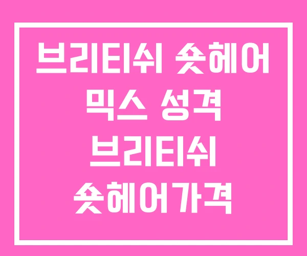 브리티쉬 숏헤어 믹스 성격 브리티쉬 숏헤어가격 브리티쉬 숏헤어 믹스 성격 브리티쉬 숏헤어가격