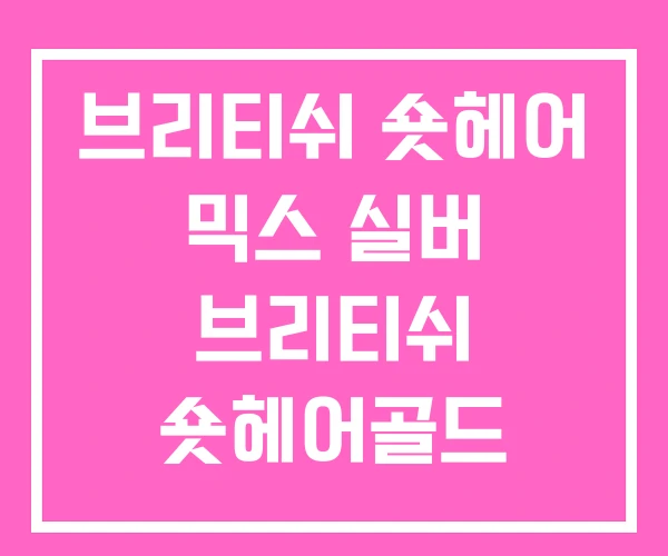 브리티쉬 숏헤어 믹스 실버 브리티쉬 숏헤어골드 브리티쉬 숏헤어 믹스 실버 브리티쉬 숏헤어골드