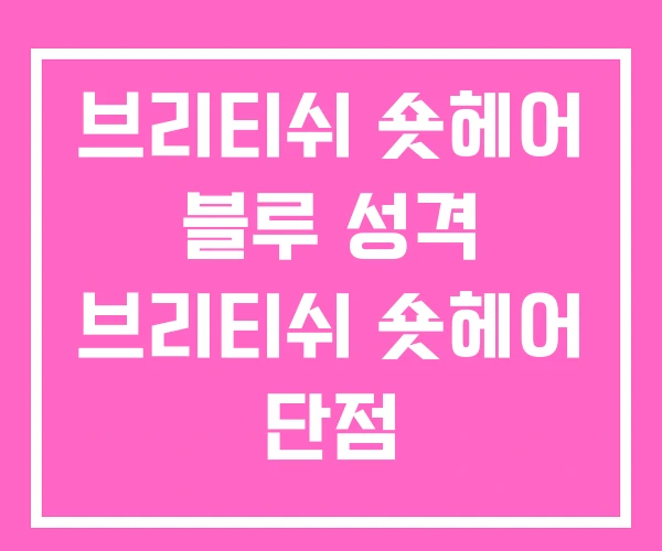 브리티쉬 숏헤어 블루 성격 브리티쉬 숏헤어 단점 브리티쉬 숏헤어 블루 성격 브리티쉬 숏헤어 단점