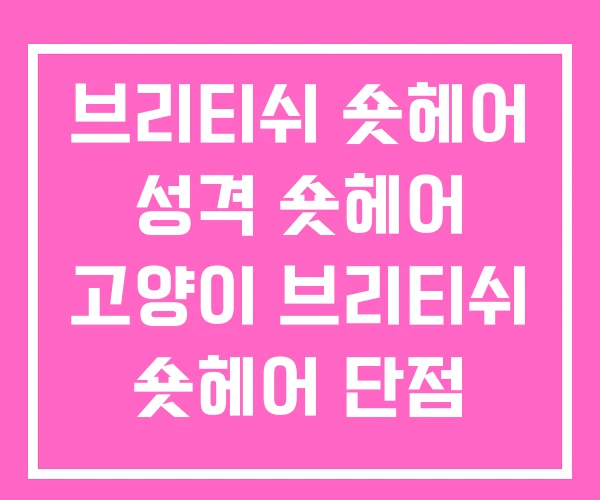 브리티쉬 숏헤어 성격 숏헤어 고양이 브리티쉬 숏헤어 단점 브리티쉬 숏헤어 성격 숏헤어 고양이 브리티쉬 숏헤어 단점