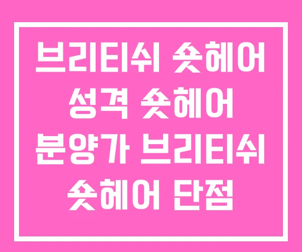 브리티쉬 숏헤어 성격 숏헤어 분양가 브리티쉬 숏헤어 단점