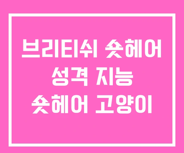 브리티쉬 숏헤어 성격 지능 숏헤어 고양이