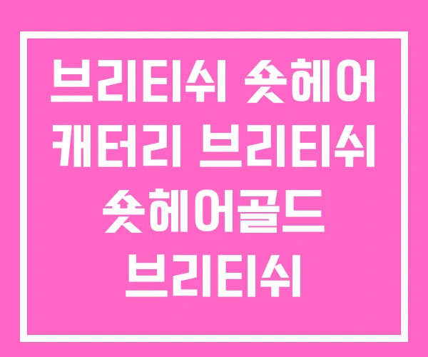 브리티쉬 숏헤어 캐터리 브리티쉬 숏헤어골드 브리티쉬 숏헤어분양