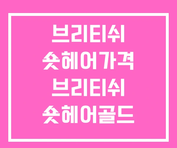 브리티쉬 숏헤어가격 브리티쉬 숏헤어골드 브리티시 고양이