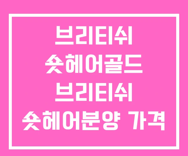 브리티쉬 숏헤어골드 브리티쉬 숏헤어분양 가격 브숏 가정 분양