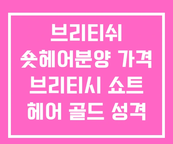 브리티쉬 숏헤어분양 가격 브리티시 쇼트 헤어 골드 성격
