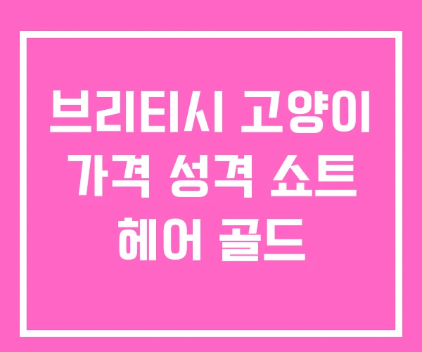 브리티시 고양이 가격 성격 쇼트 헤어 골드