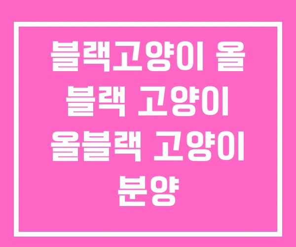 블랙고양이 올 블랙 고양이 올블랙 고양이 분양 블랙고양이 올 블랙 고양이 올블랙 고양이 분양