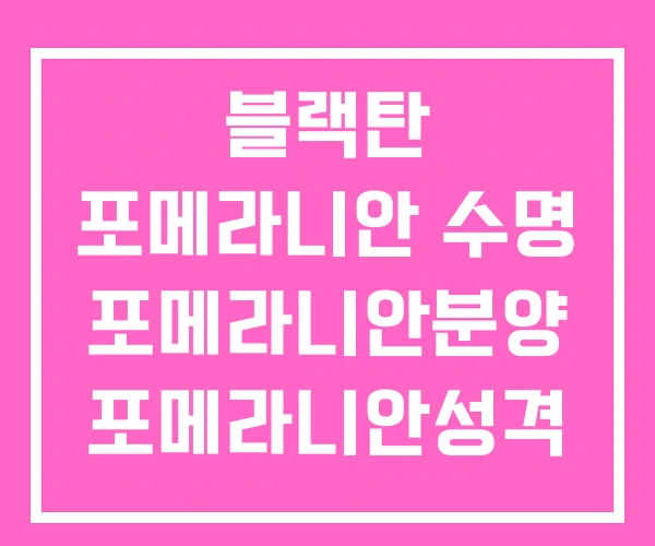 블랙탄 포메라니안 수명 포메라니안분양 포메라니안성격