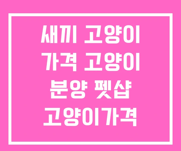 새끼 고양이 가격 고양이 분양 펫샵 고양이가격 새끼 고양이 가격 고양이 분양 펫샵 고양이가격
