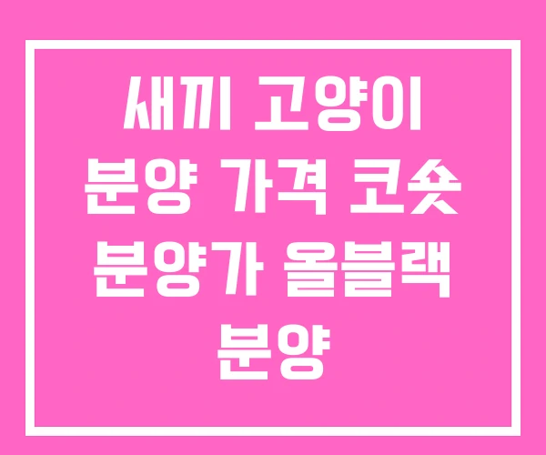 새끼 고양이 분양 가격 코숏 분양가 올블랙 분양 새끼 고양이 분양 가격 코숏 분양가 올블랙 분양