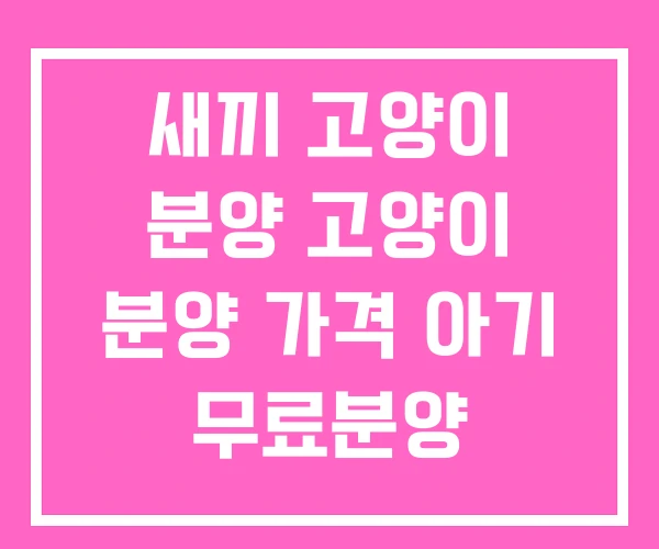 새끼 고양이 분양 고양이 분양 가격 아기 무료분양