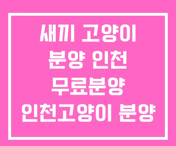 새끼 고양이 분양 인천 무료분양 인천고양이 분양