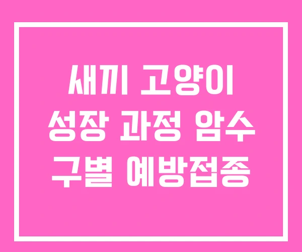 새끼 고양이 성장 과정 암수 구별 예방접종