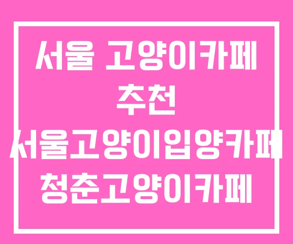 서울 고양이카페 추천 서울고양이입양카페 청춘고양이카페