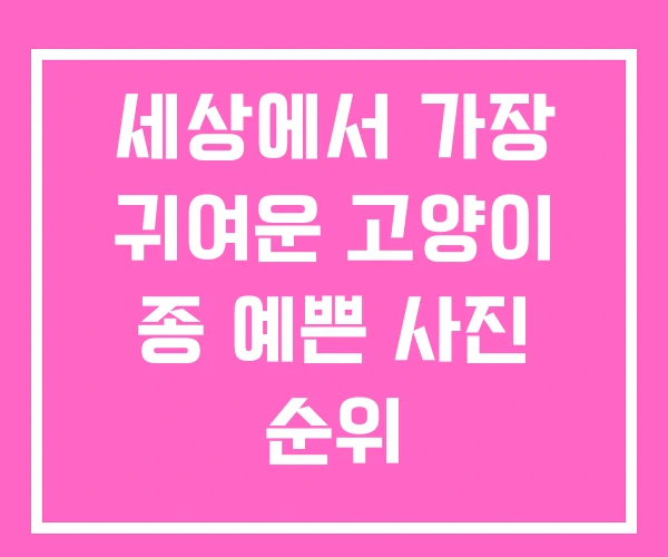 세상에서 가장 귀여운 고양이 종 예쁜 사진 순위