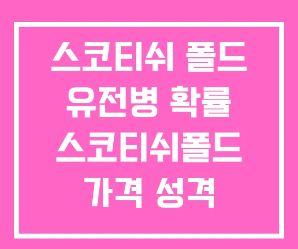 스코티쉬 폴드 유전병 확률 스코티쉬폴드 가격 성격 스코티쉬 폴드 유전병 확률 스코티쉬폴드 가격 성격