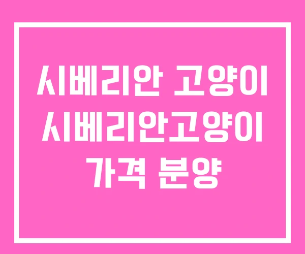 시베리안 고양이 시베리안고양이 가격 분양