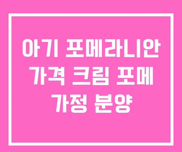 아기 포메라니안 가격 크림 포메 가정 분양