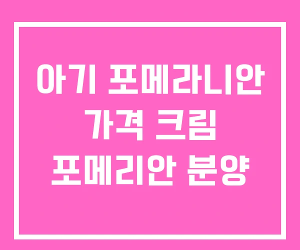 아기 포메라니안 가격 크림 포메리안 분양
