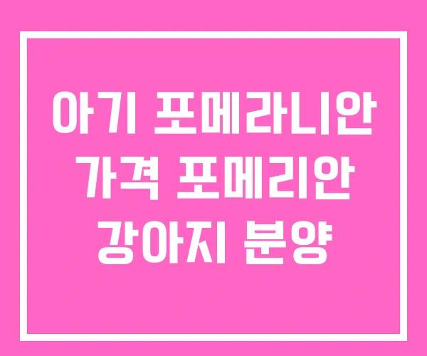 아기 포메라니안 가격 포메리안 강아지 분양