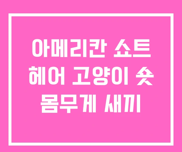 아메리칸 쇼트 헤어 고양이 숏 몸무게 새끼 아메리칸 쇼트 헤어 고양이 숏 몸무게 새끼