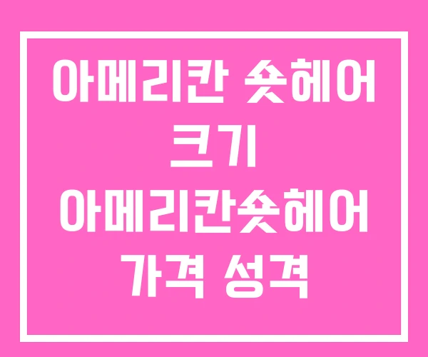 아메리칸 숏헤어 크기 아메리칸숏헤어 가격 성격