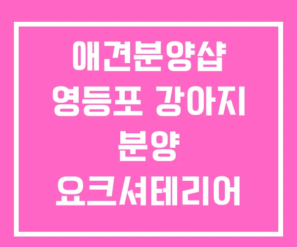 애견분양샵 영등포 강아지 분양 요크셔테리어